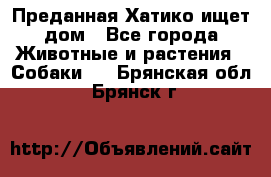 Преданная Хатико ищет дом - Все города Животные и растения » Собаки   . Брянская обл.,Брянск г.